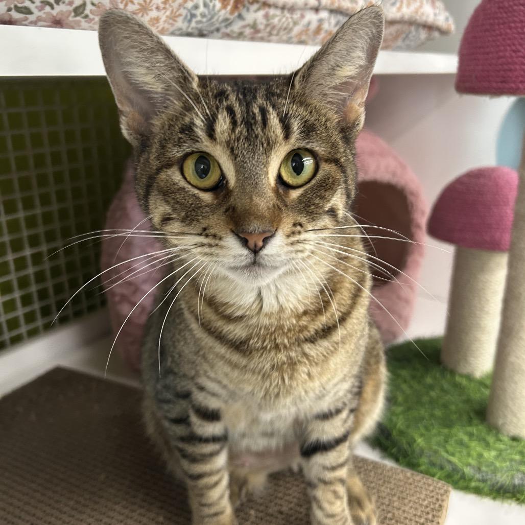 Amber (adult), Adoptable, Young Female Domestic Short Hair.