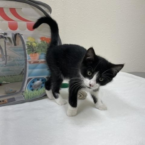 Enlarge Amethyst, a ADOPTABLE Domestic Short Hair in Red Wing, MN image 2/6