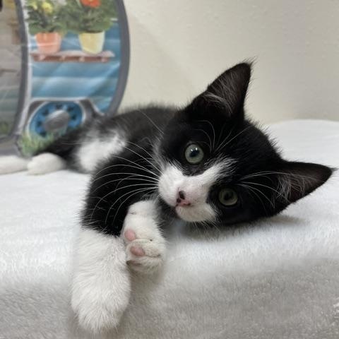 Amethyst, ADOPTABLE, Kitten Female Domestic Short Hair.