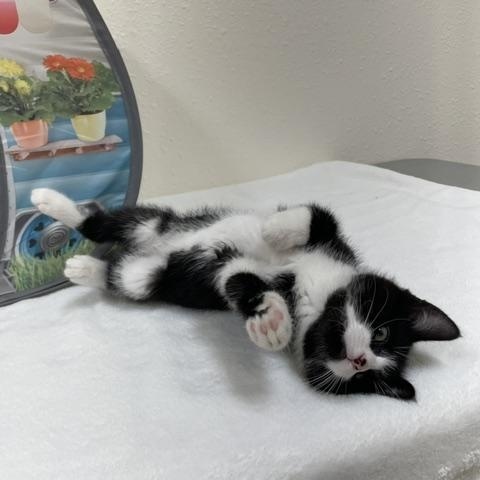 Enlarge Amethyst, a ADOPTABLE Domestic Short Hair in Red Wing, MN image 6/6