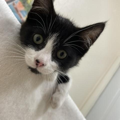 Enlarge Amethyst, a ADOPTABLE Domestic Short Hair in Red Wing, MN image 5/6