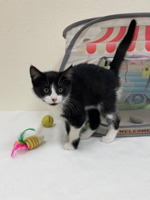 Enlarge Amethyst, a ADOPTABLE Domestic Short Hair in Red Wing, MN image 4/6