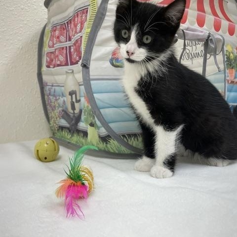 Enlarge Amethyst, a ADOPTABLE Domestic Short Hair in Red Wing, MN image 3/6