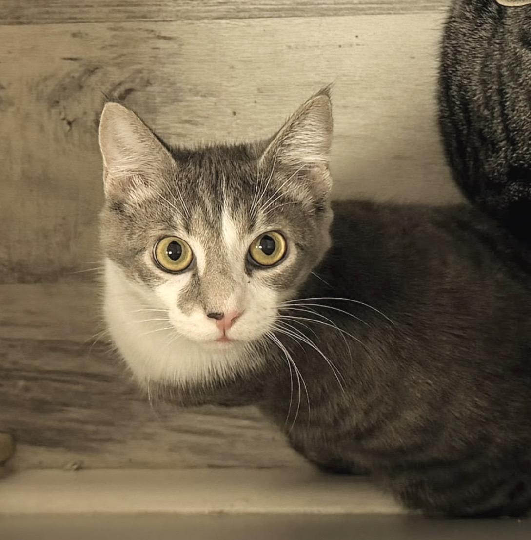 Stripes, Adoptable, Kitten Male Domestic Short Hair.