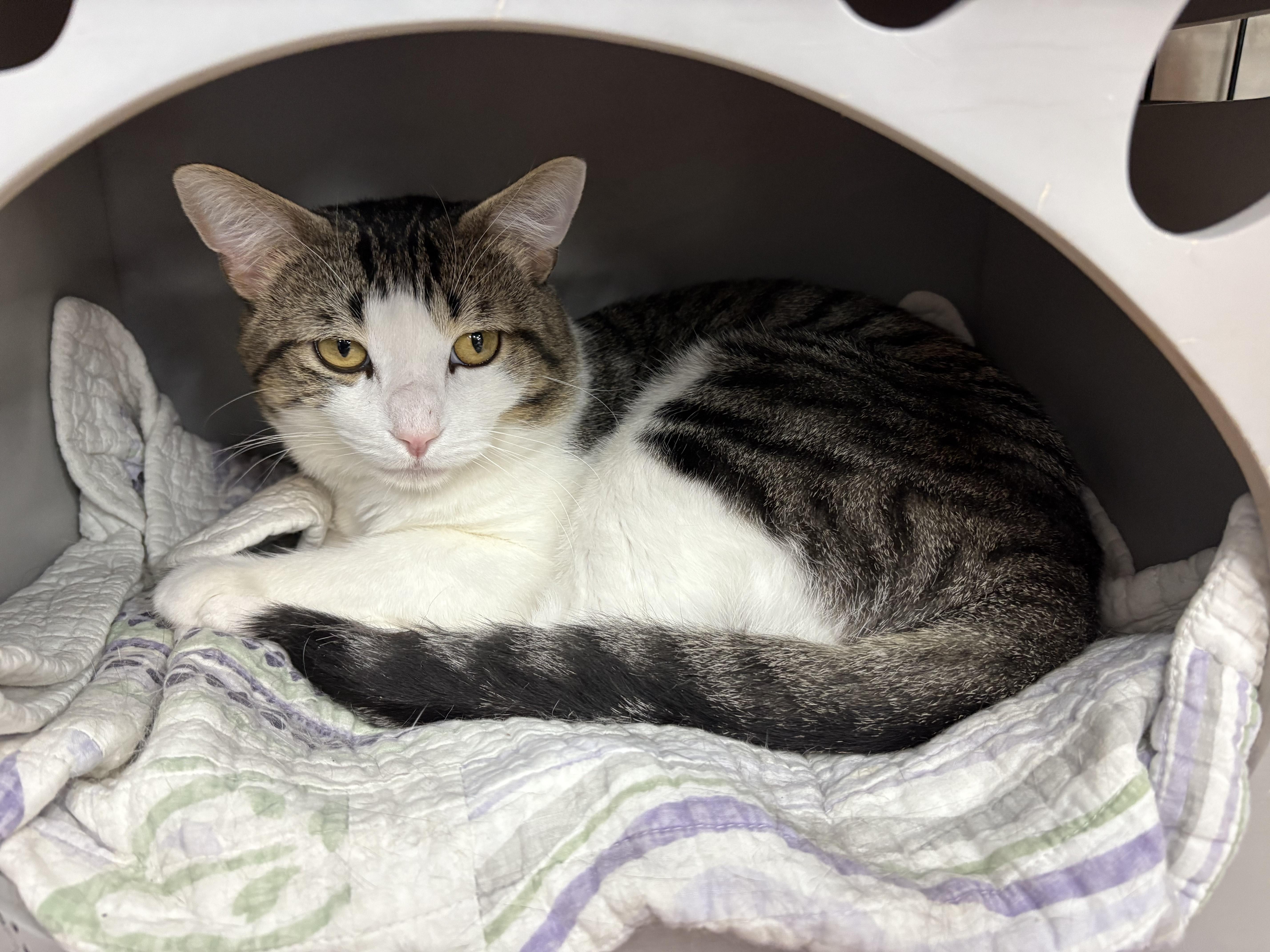 Handsome - Pet Valu Mavis
