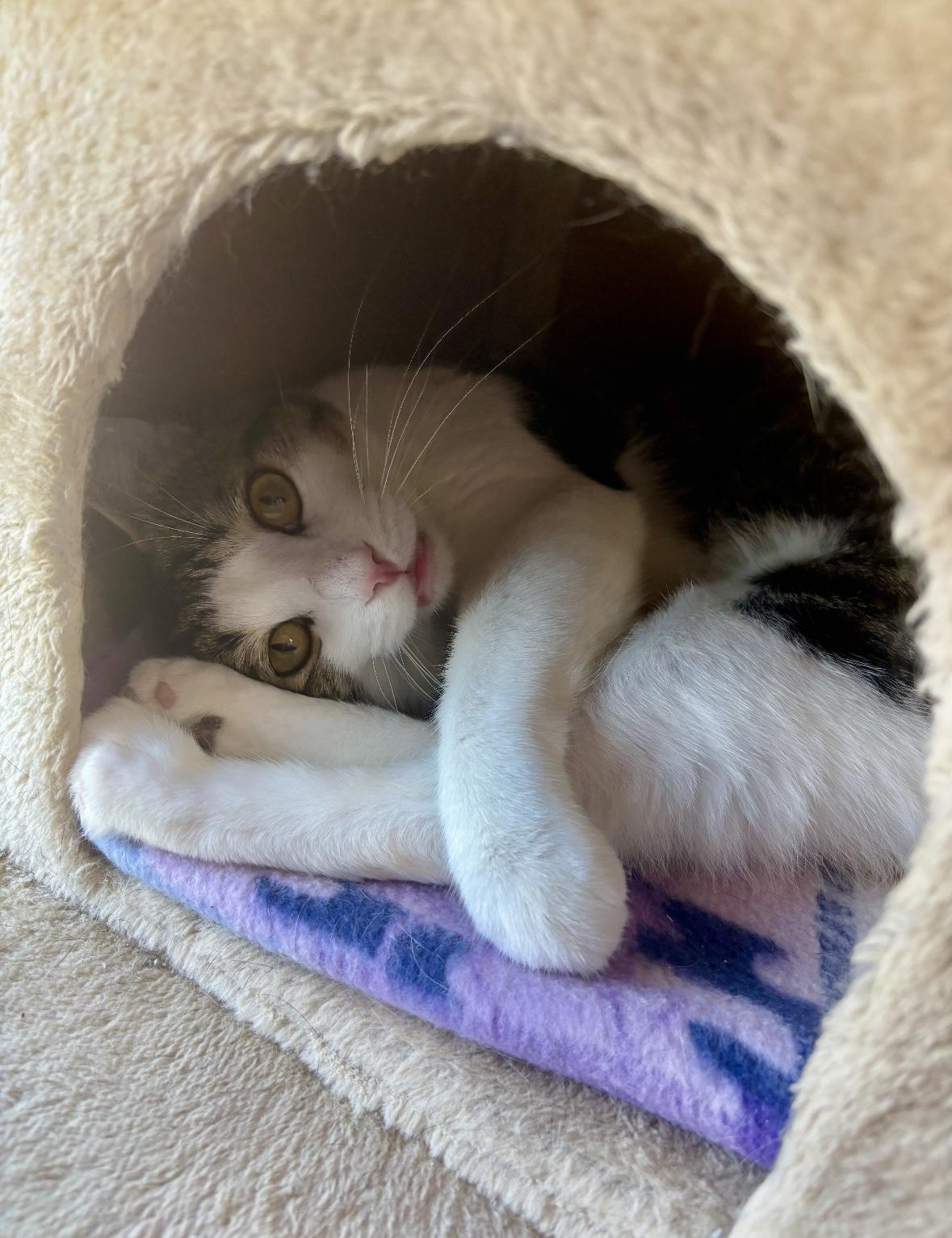 Handsome - Pet Valu Mavis