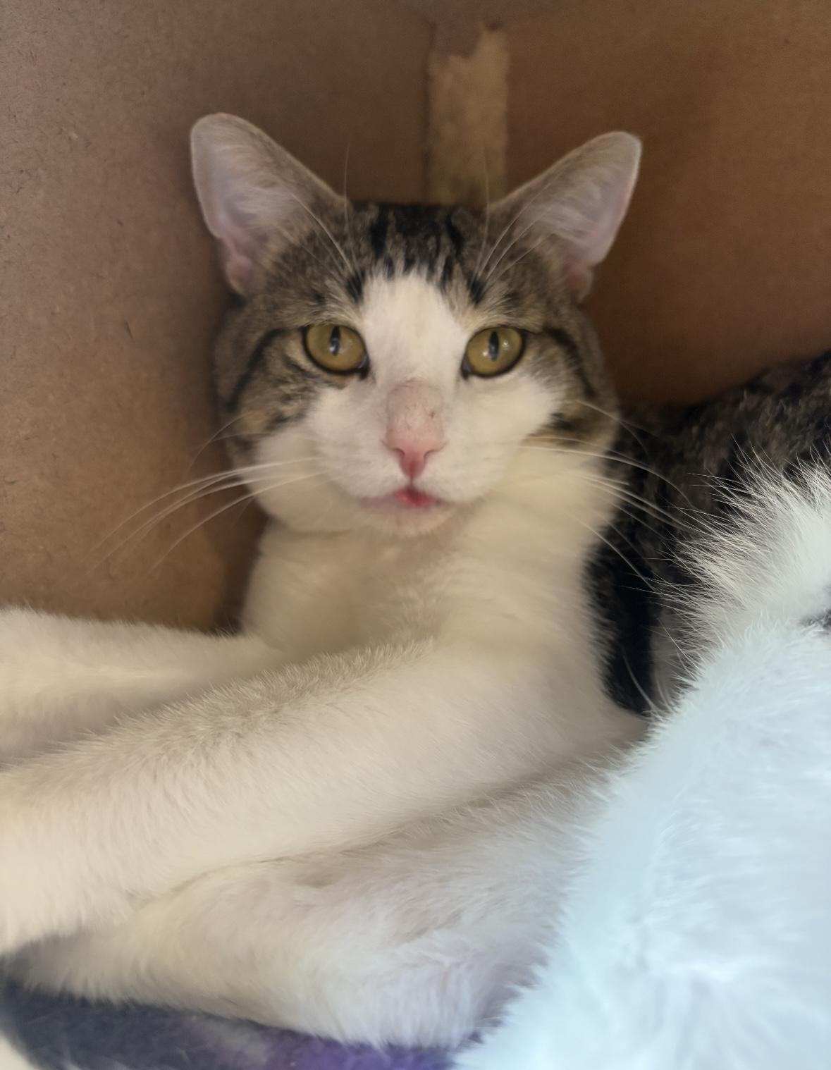 Handsome - Pet Valu Mavis