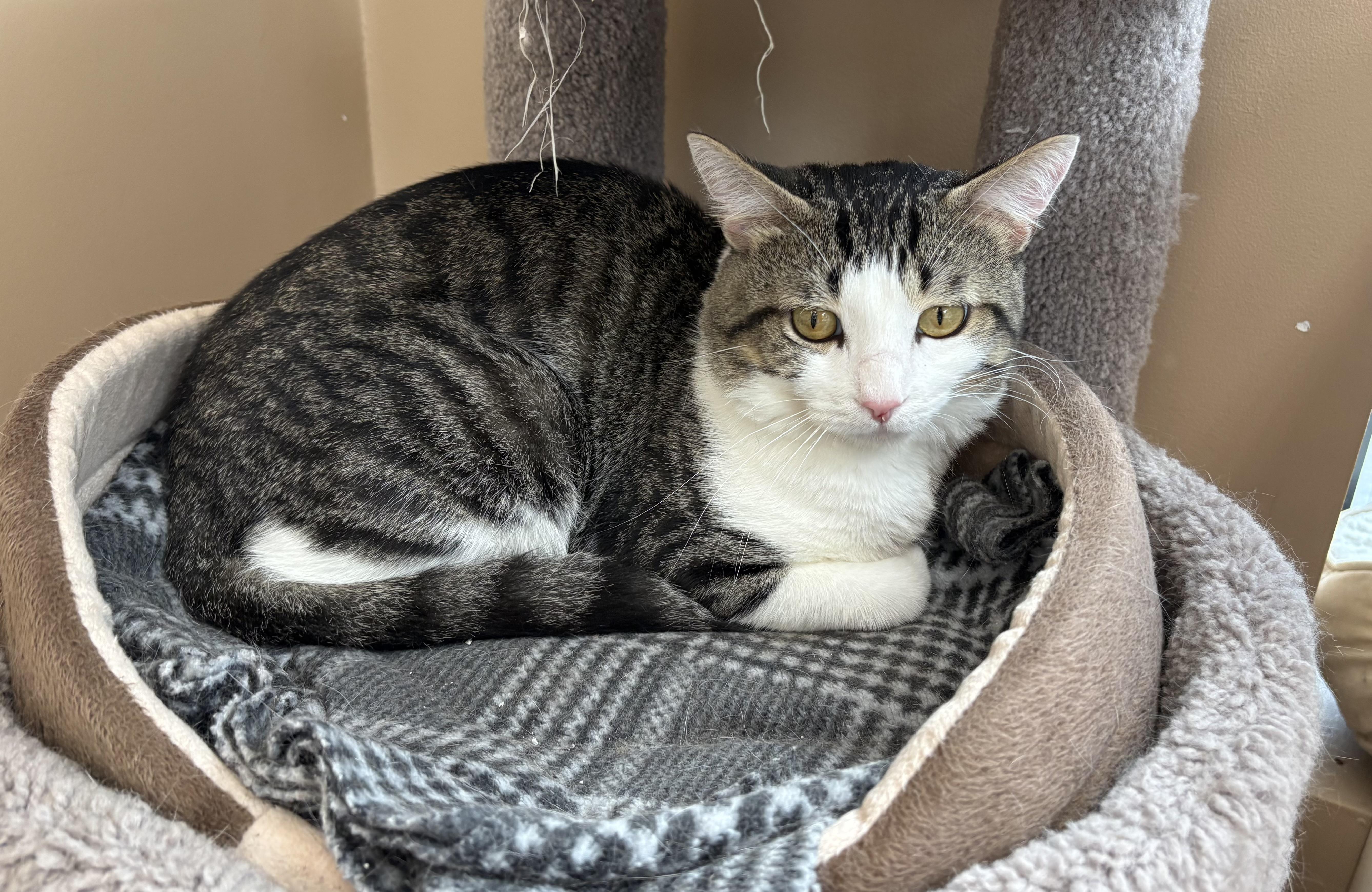 Handsome - Pet Valu Mavis