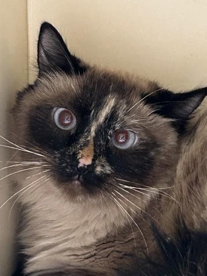 Wilma, Adopted, Adult Female Domestic Medium Hair.