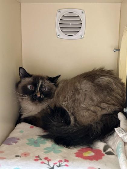 Enlarge Wilma, a Adopted mixed breed in Hamilton, MT image 2/3