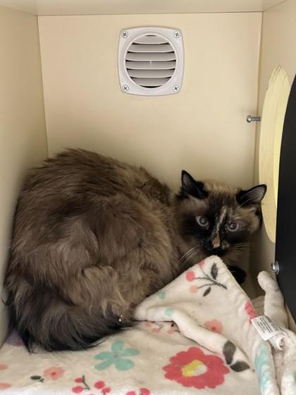 Enlarge Wilma, a Adopted mixed breed in Hamilton, MT image 3/3