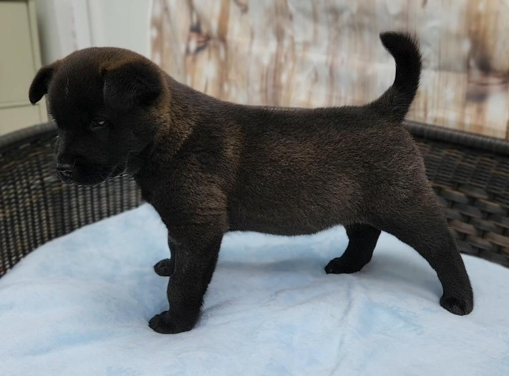 Peeta, Adoptable, Puppy Male Chow Chow & Cattle Dog.