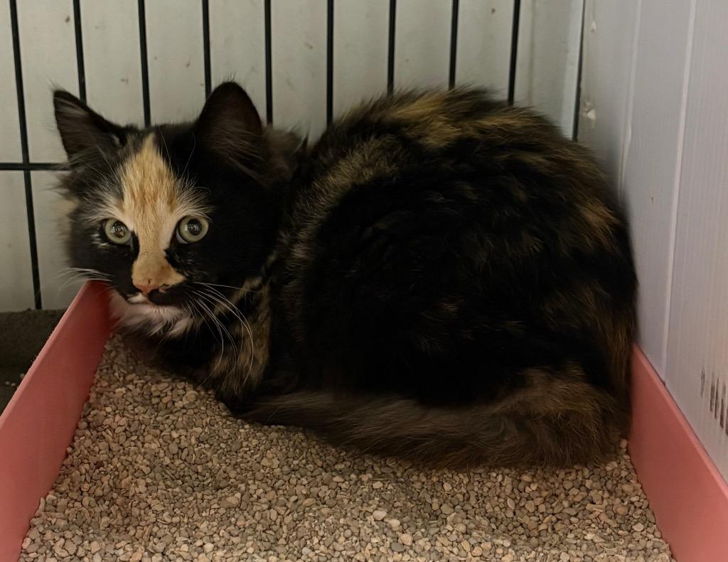 Enlarge 20 Piece Nugget, a Adoptable mixed breed in Lockhart, TX image 1/1