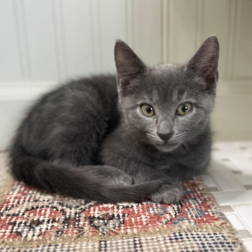 Enlarge Laramie, a Adoptable Domestic Short Hair in Jupiter, FL image 1/6