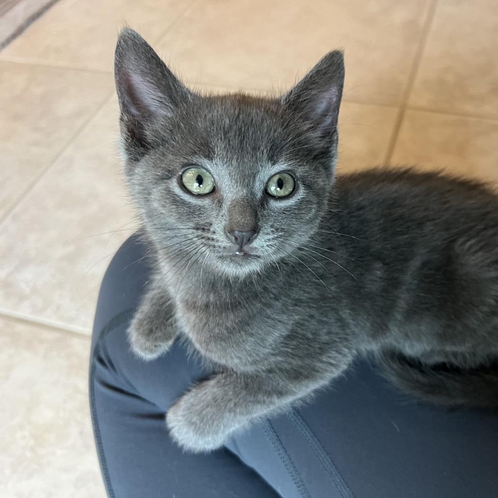 Enlarge Laramie, a Adoptable Domestic Short Hair in Jupiter, FL image 3/6