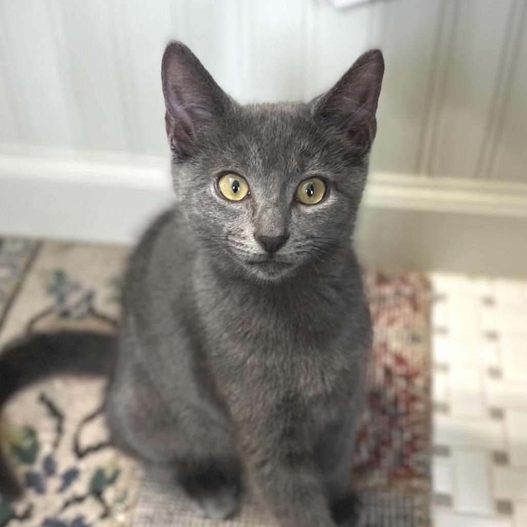 Enlarge Laramie, a Adoptable Domestic Short Hair in Jupiter, FL image 4/6