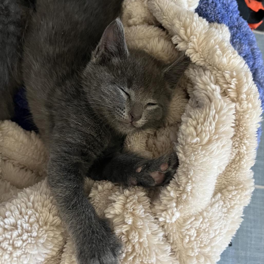 Enlarge Laramie, a Adoptable Domestic Short Hair in Jupiter, FL image 5/6