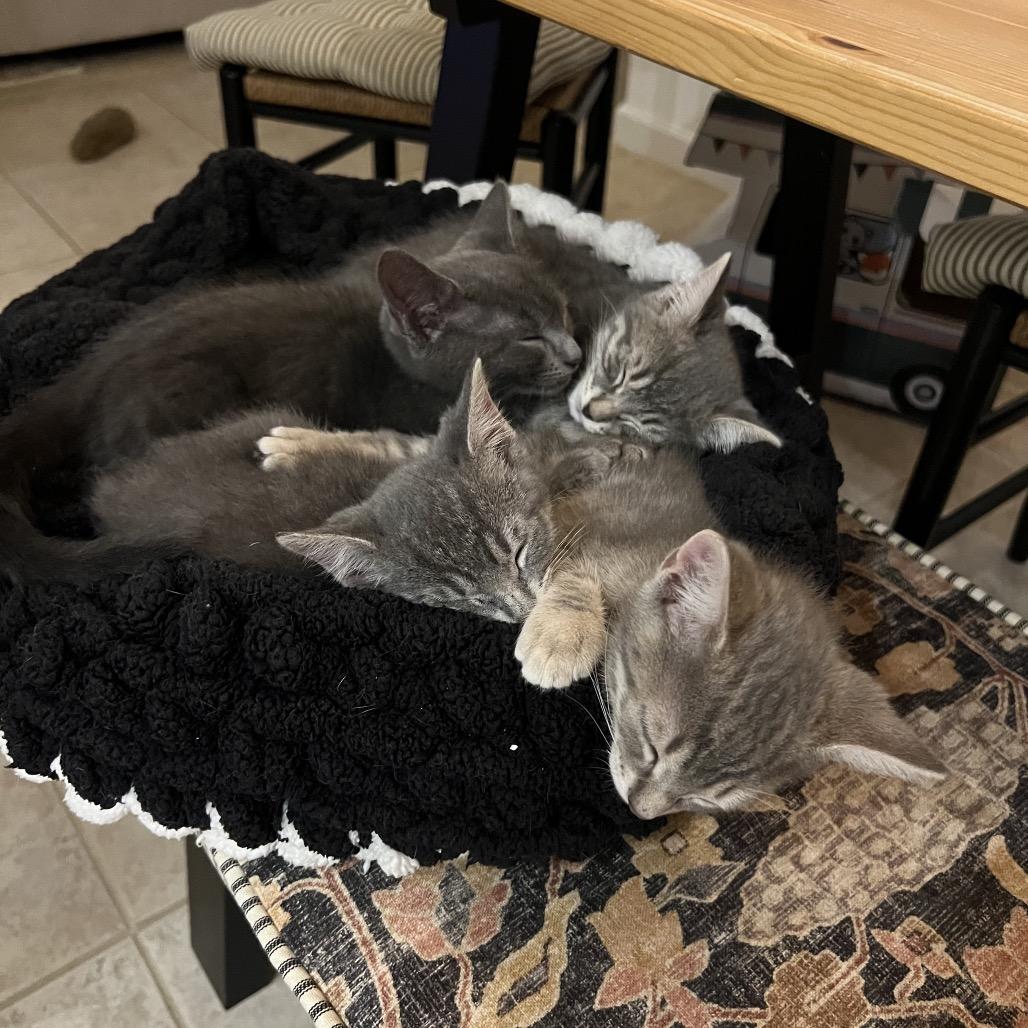 Enlarge Laramie, a Adoptable Domestic Short Hair in Jupiter, FL image 6/6