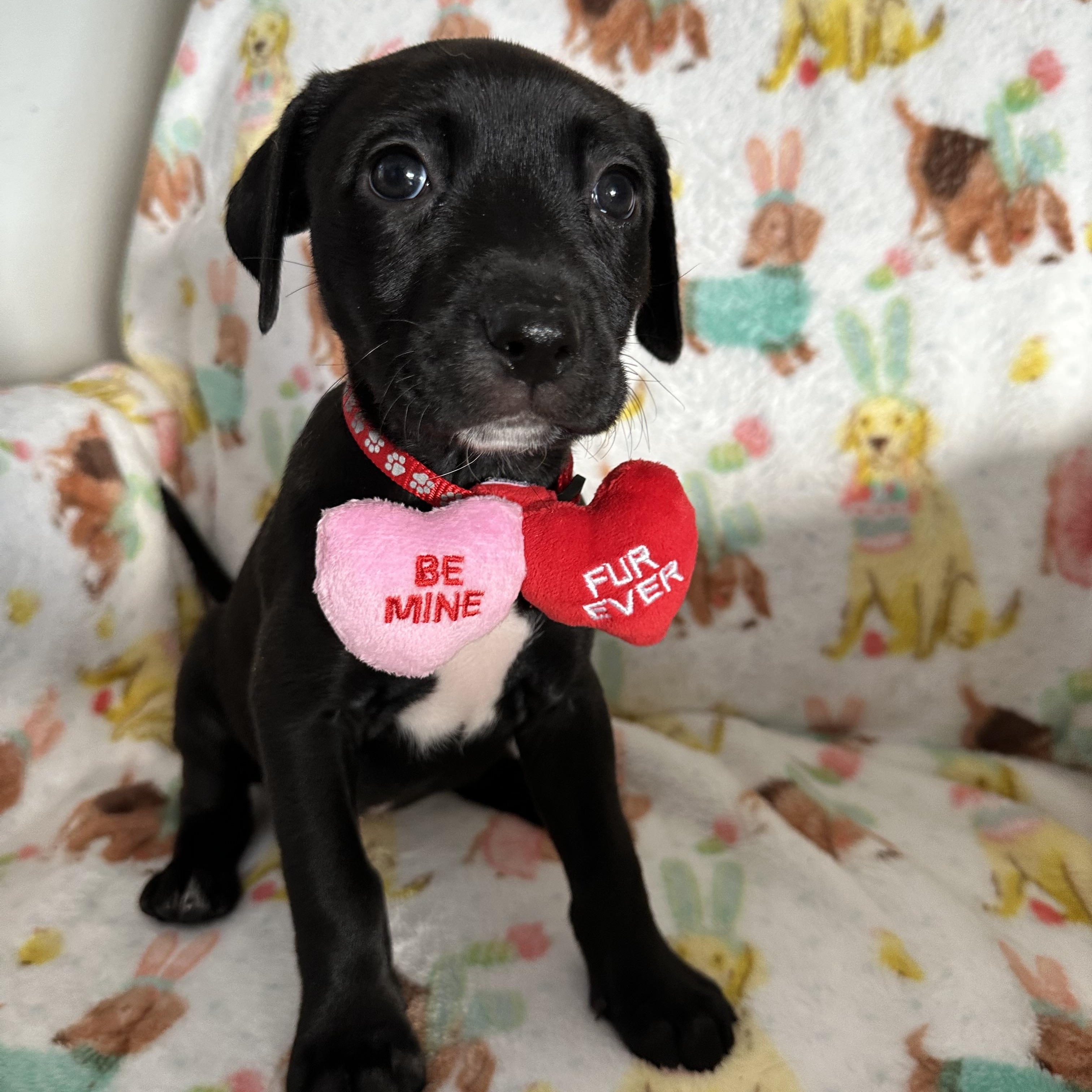 Snickerdoodle, Adoptable, Puppy Female Mixed Breed.