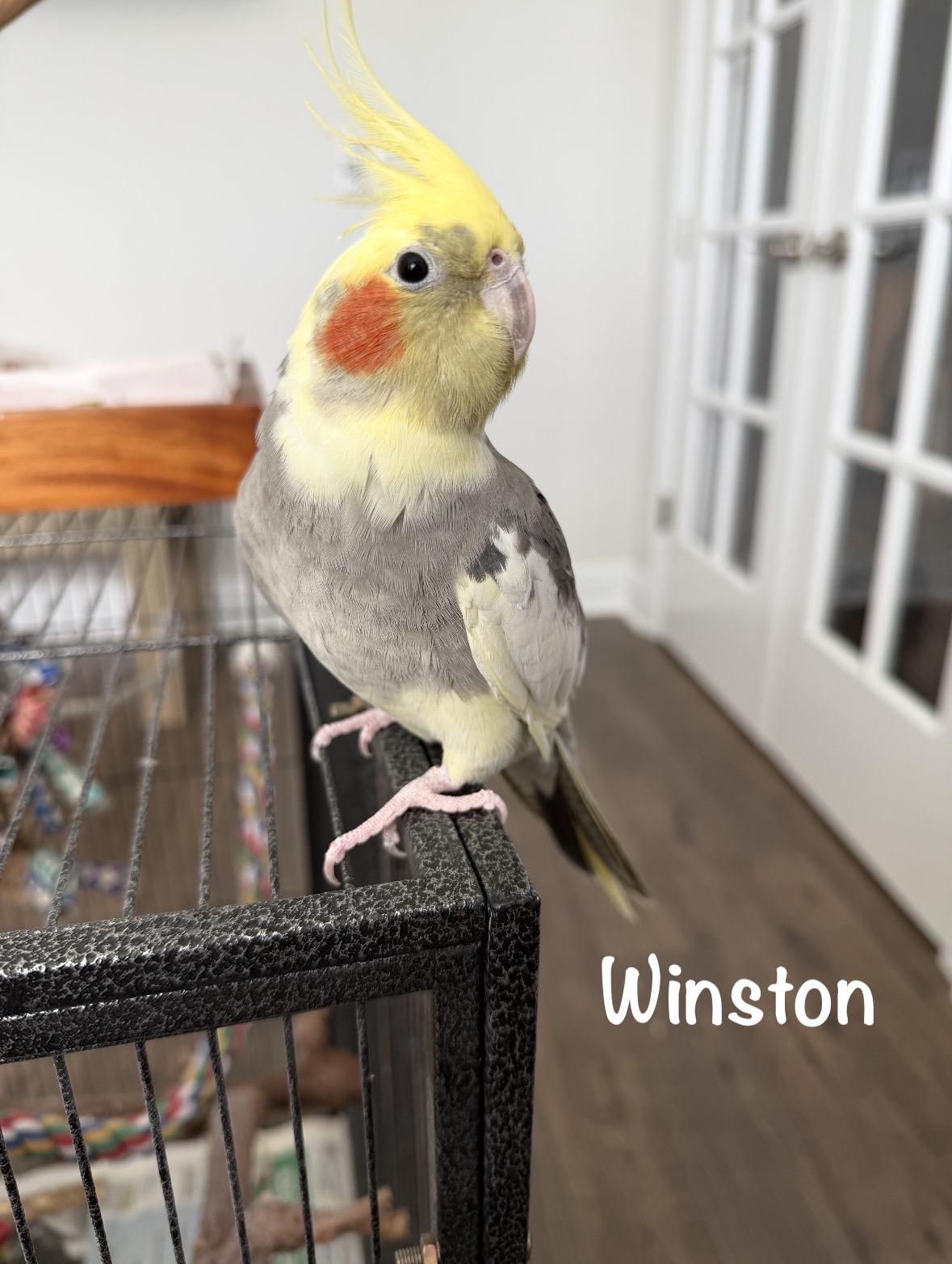 Enlarge Winston, a Adoptable Cockatiel in Land O' Lakes, FL image 1/2