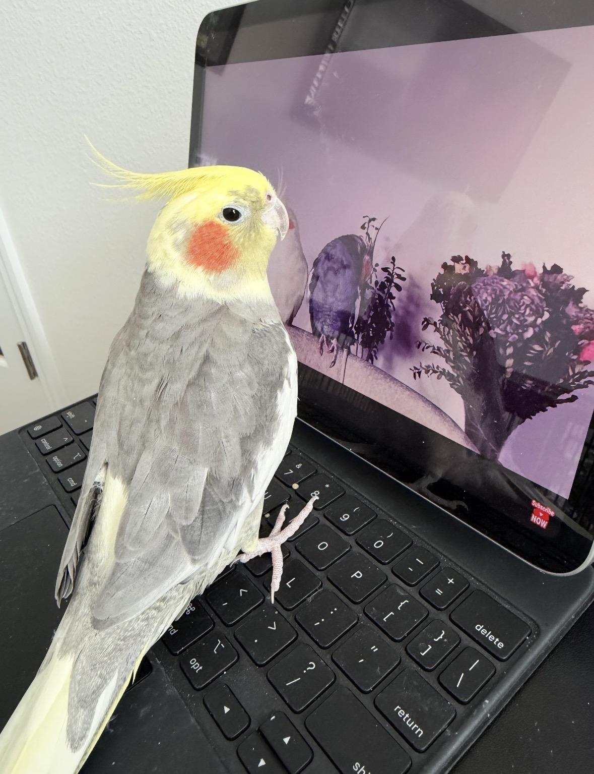 Enlarge Winston, a Adoptable Cockatiel in Land O' Lakes, FL image 2/2