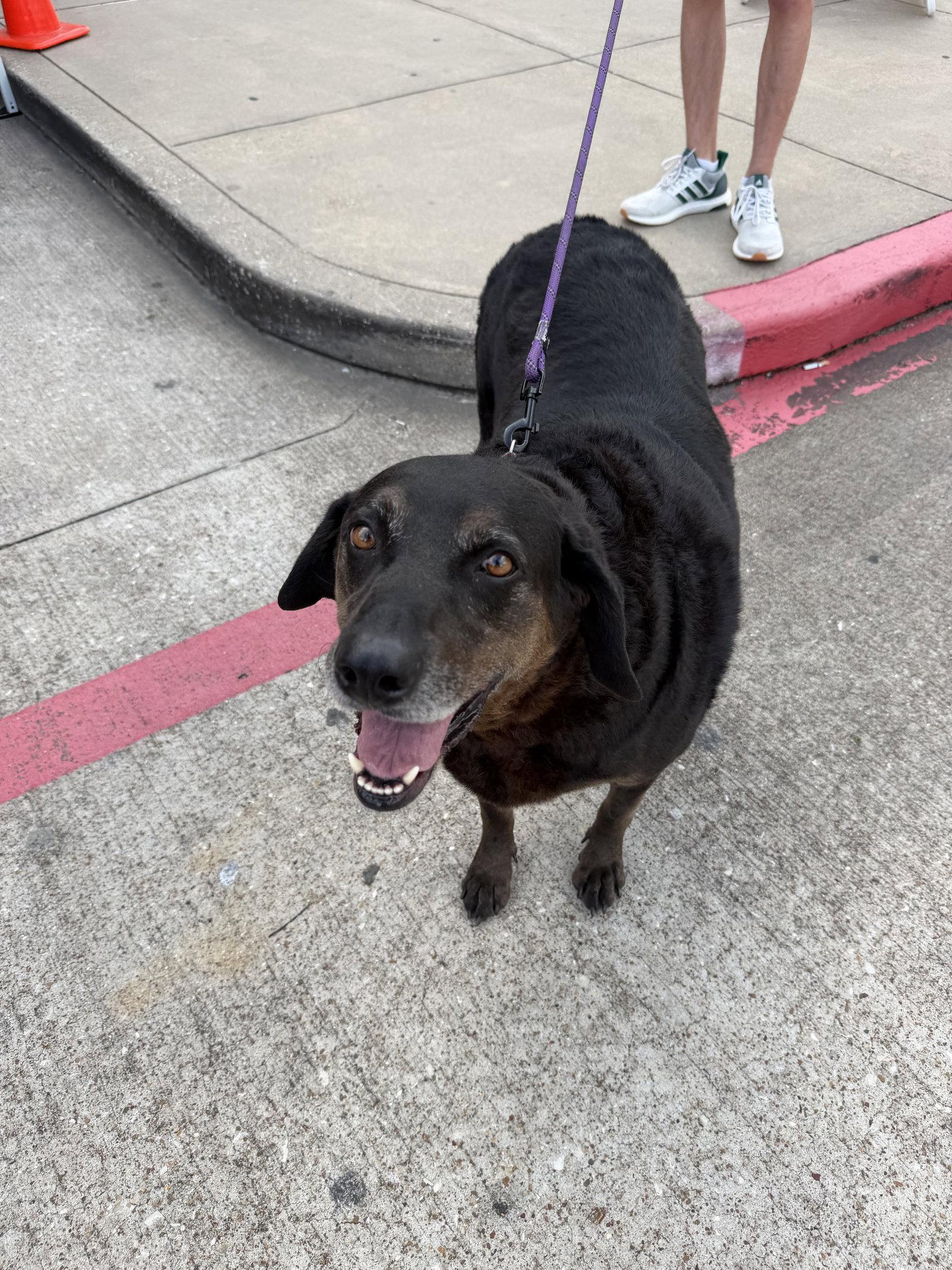 Priscilla, Adoptable, Adult Female Labrador Retriever & Hound.