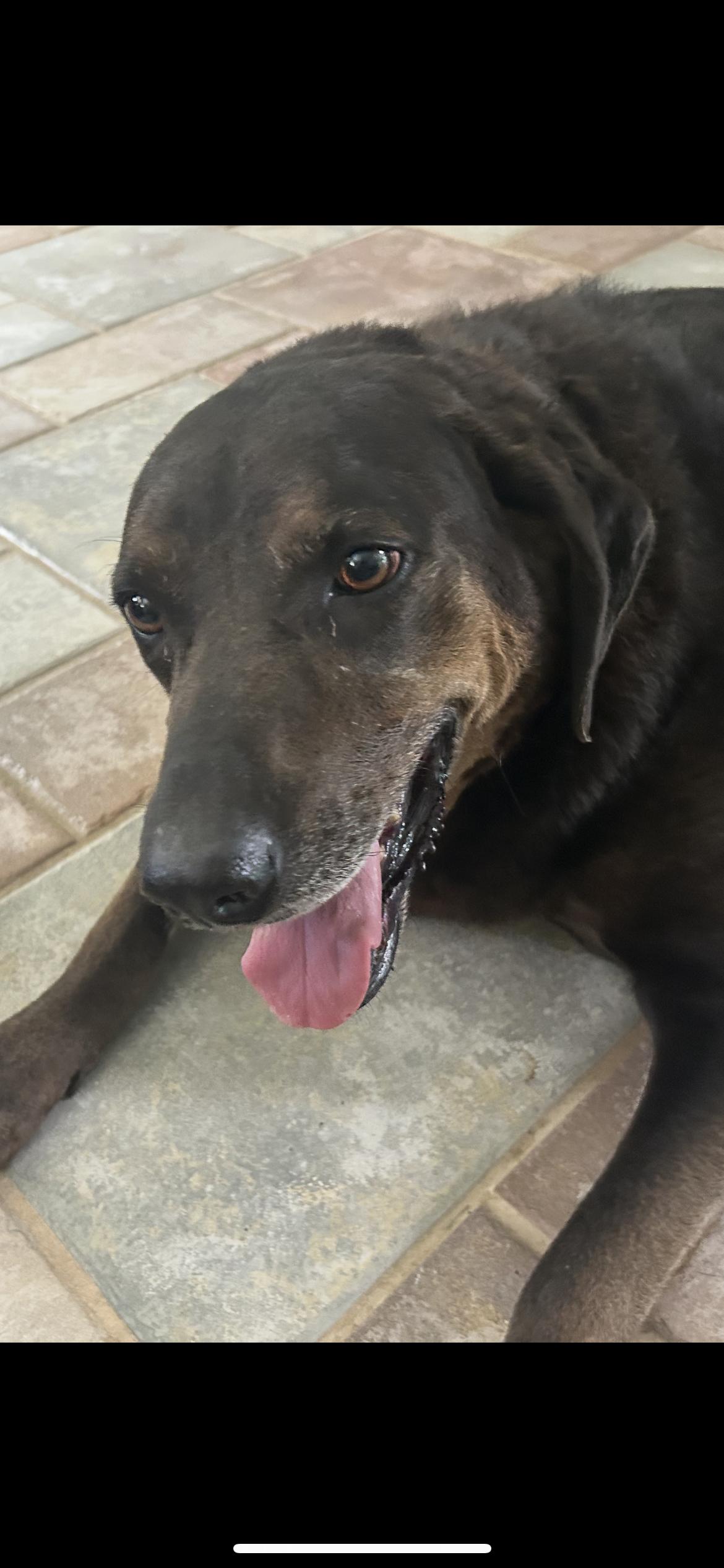 Enlarge Priscilla, a Adoptable mixed breed in The Woodlands, TX image 2/3