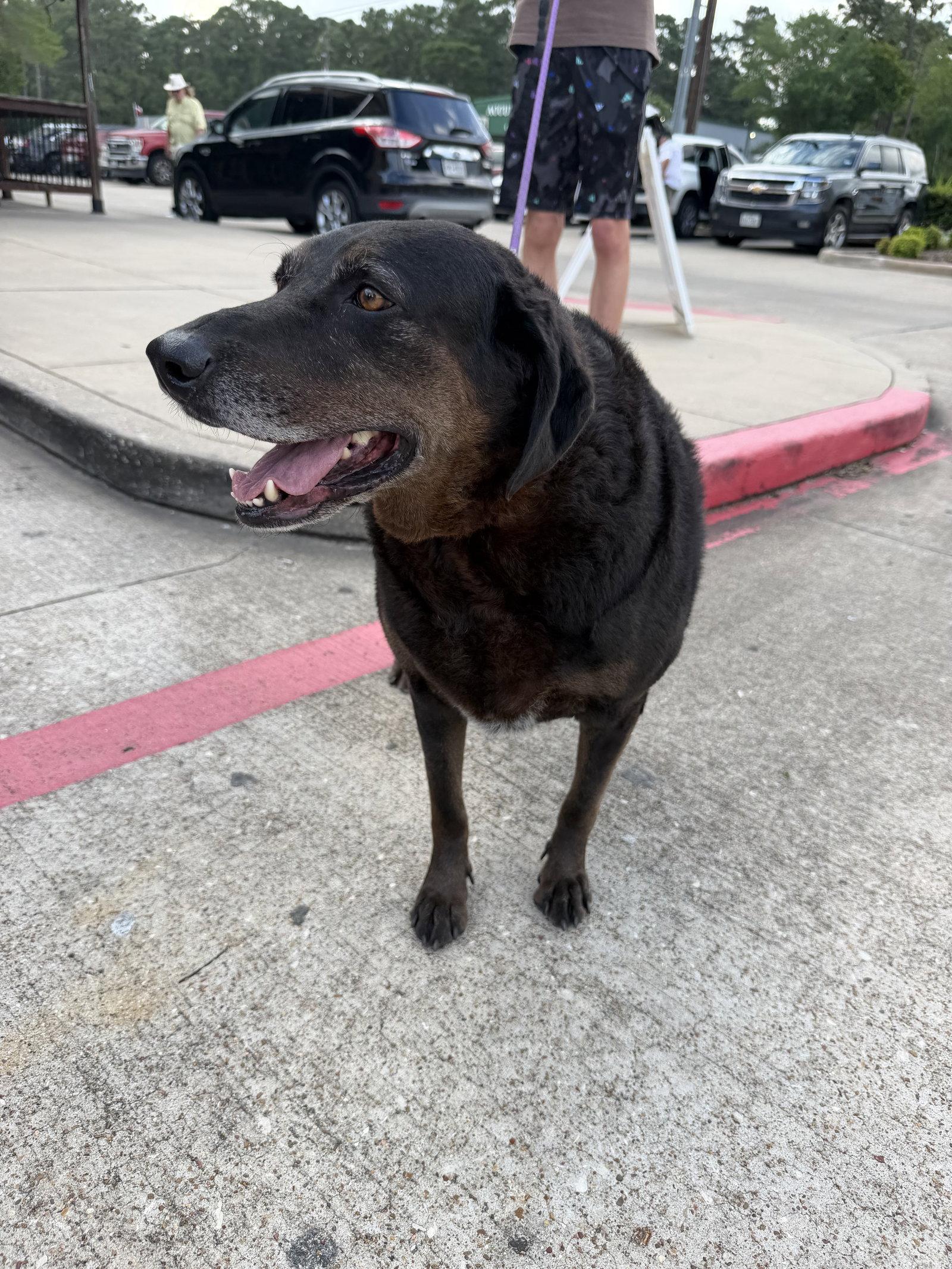 Enlarge Priscilla, a Adoptable mixed breed in The Woodlands, TX image 3/3