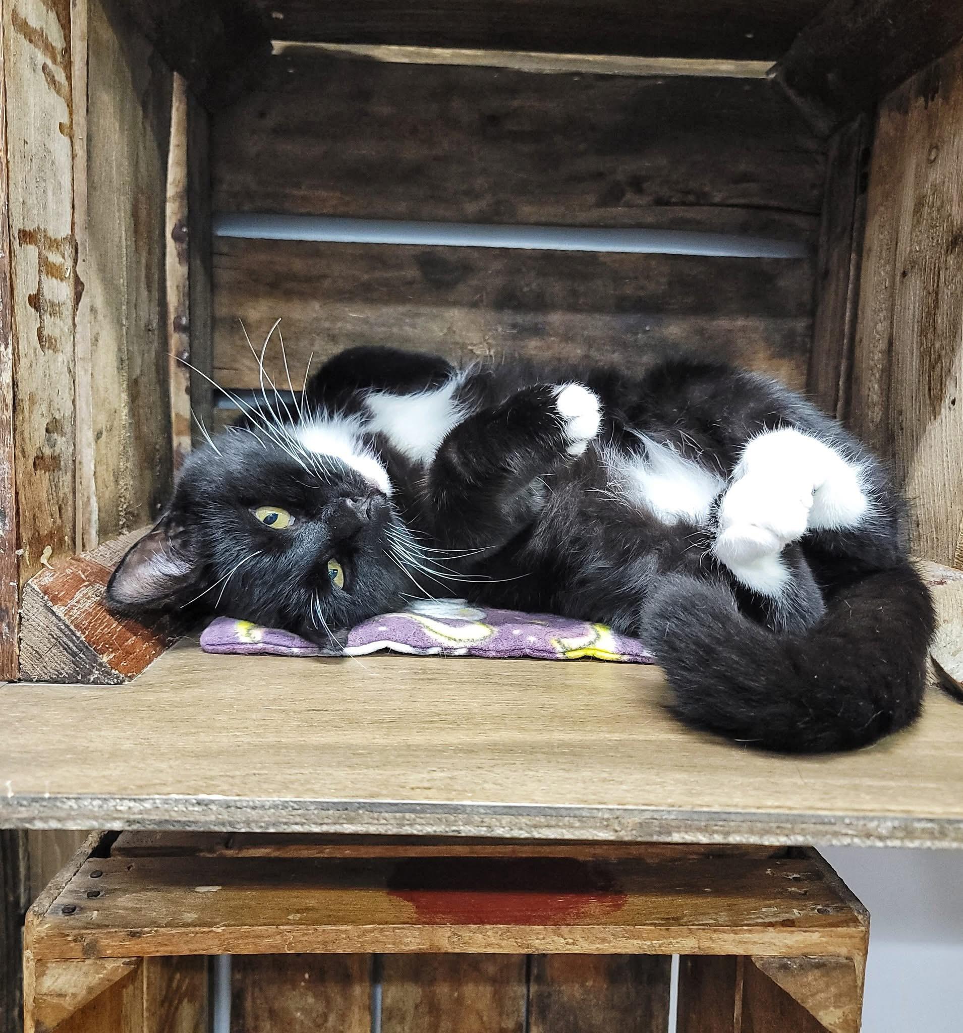 Enlarge CeCe, a ADOPTABLE Domestic Short Hair in Grand Rapids, MI image 2/4