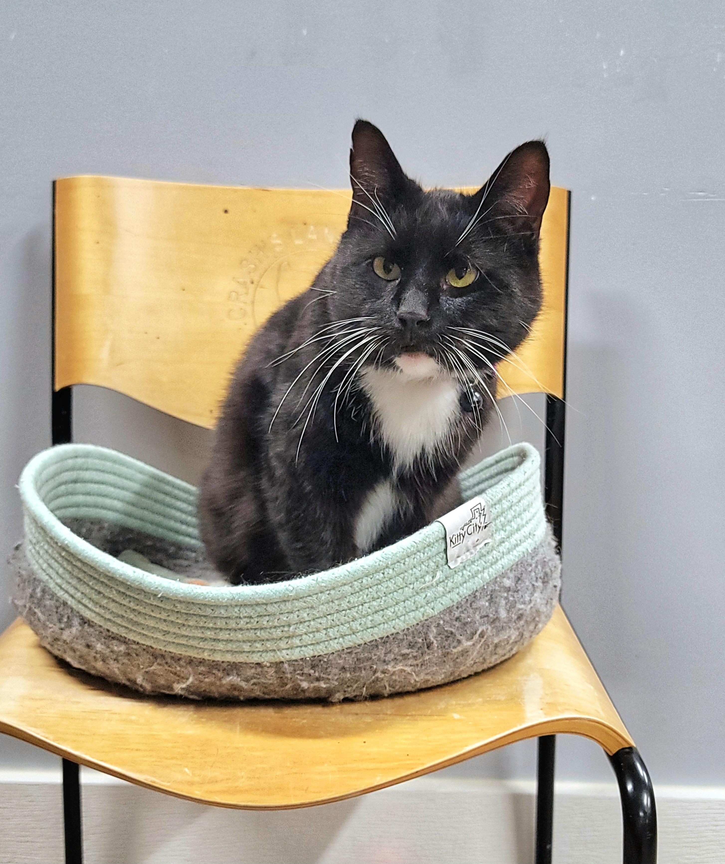 Enlarge CeCe, a ADOPTABLE Domestic Short Hair in Grand Rapids, MI image 3/4