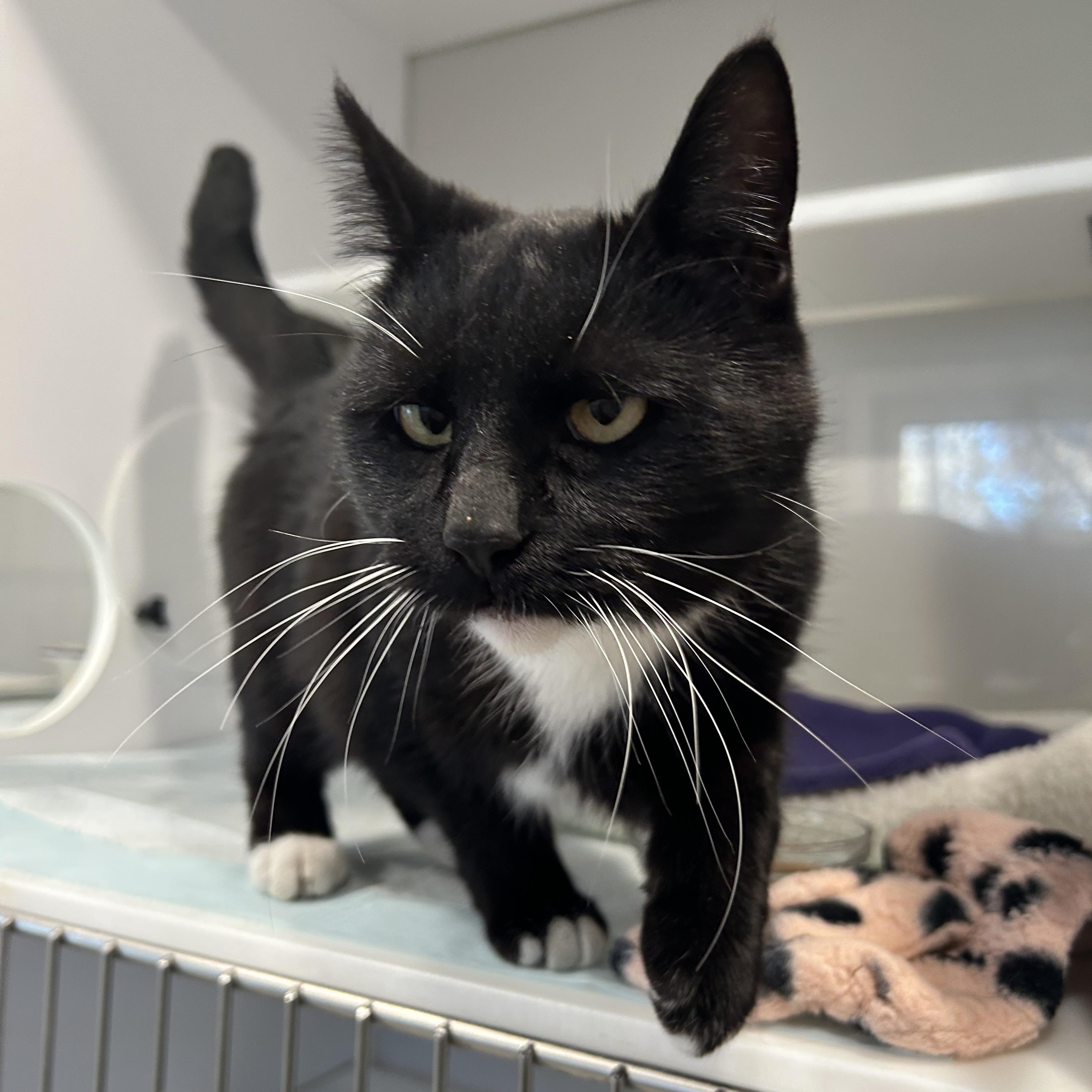 Enlarge CeCe, a ADOPTABLE Domestic Short Hair in Grand Rapids, MI image 4/4