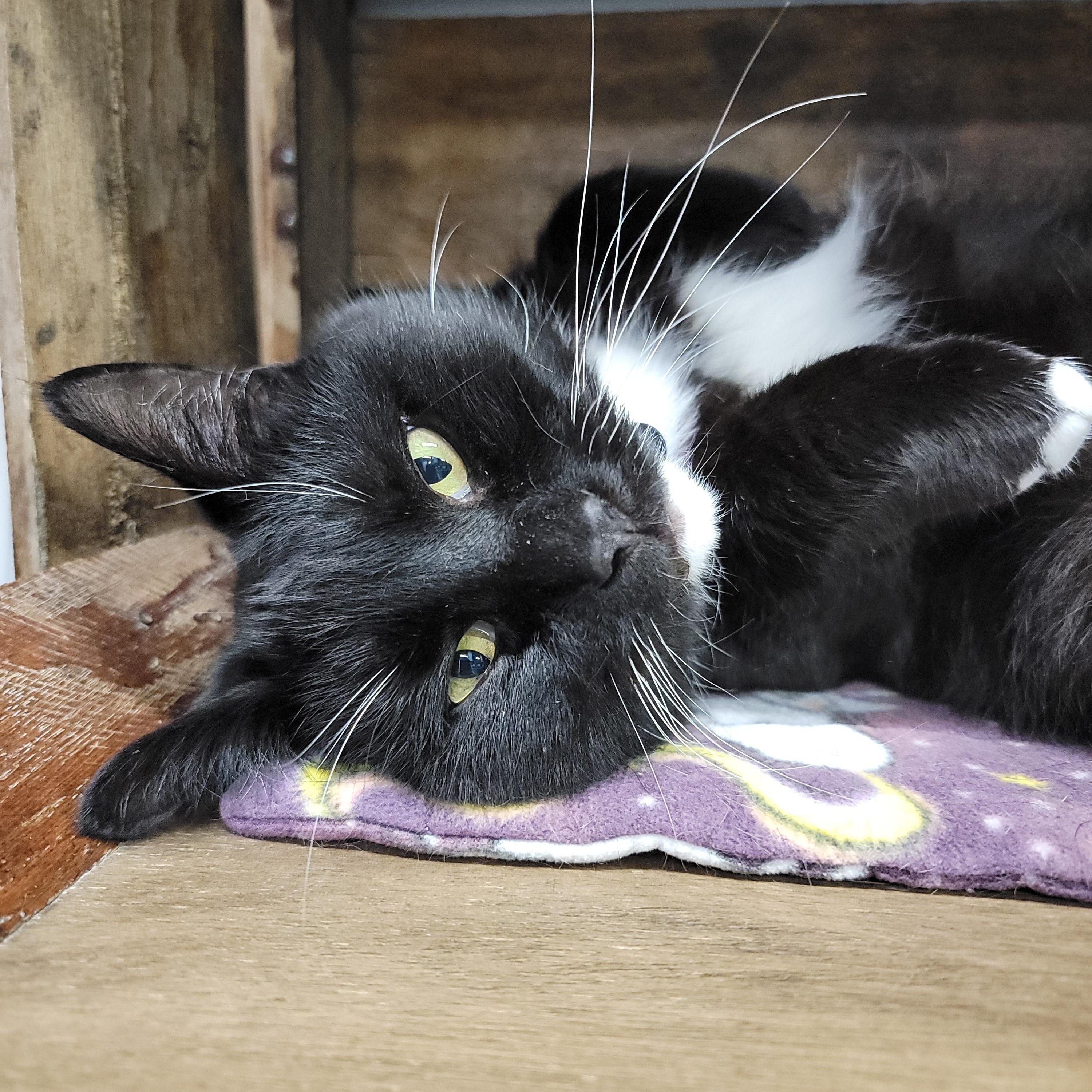 CeCe, ADOPTABLE, Adult Female Domestic Short Hair.