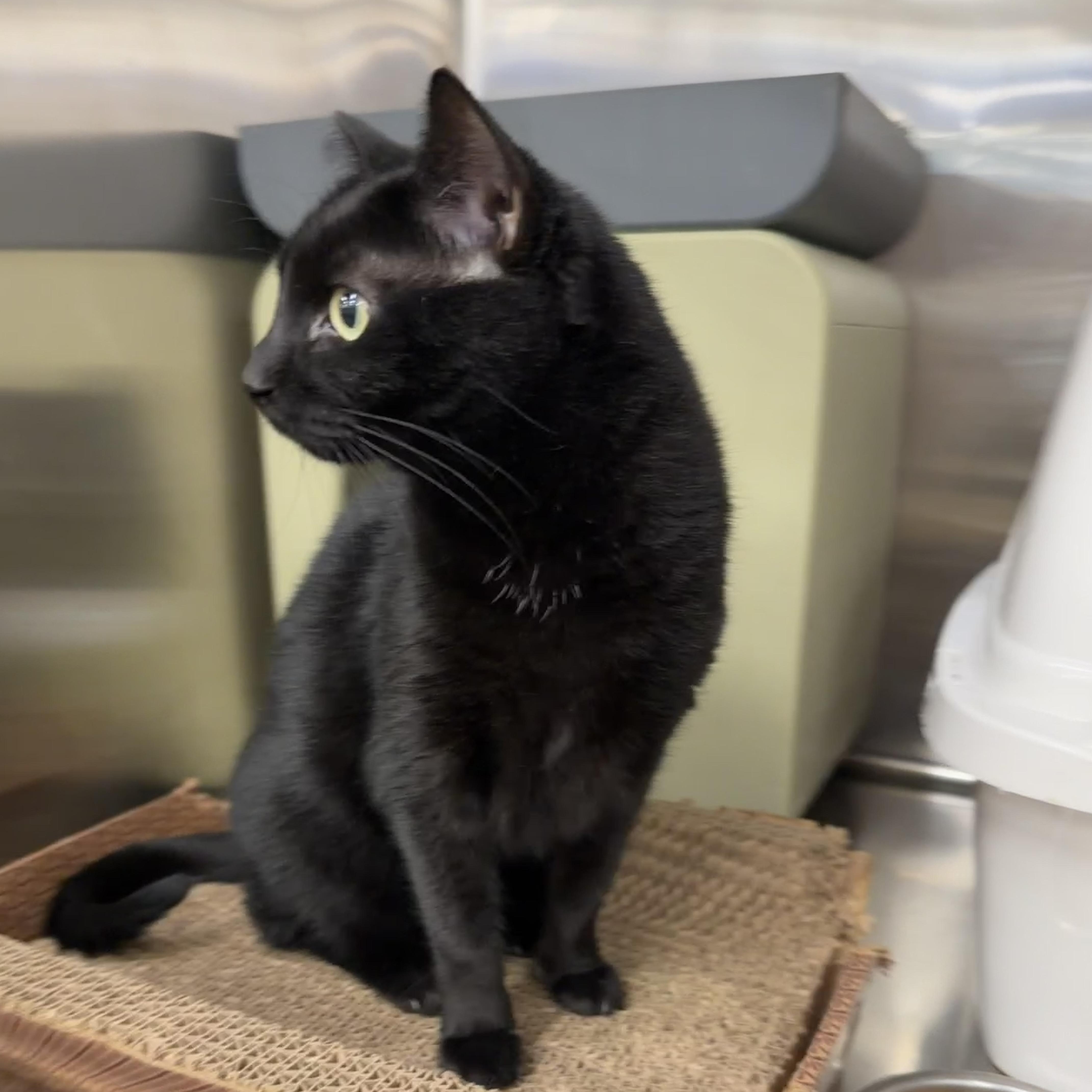 Enlarge Keziah, a Adoptable Domestic Short Hair in Clearwater, FL image 4/4