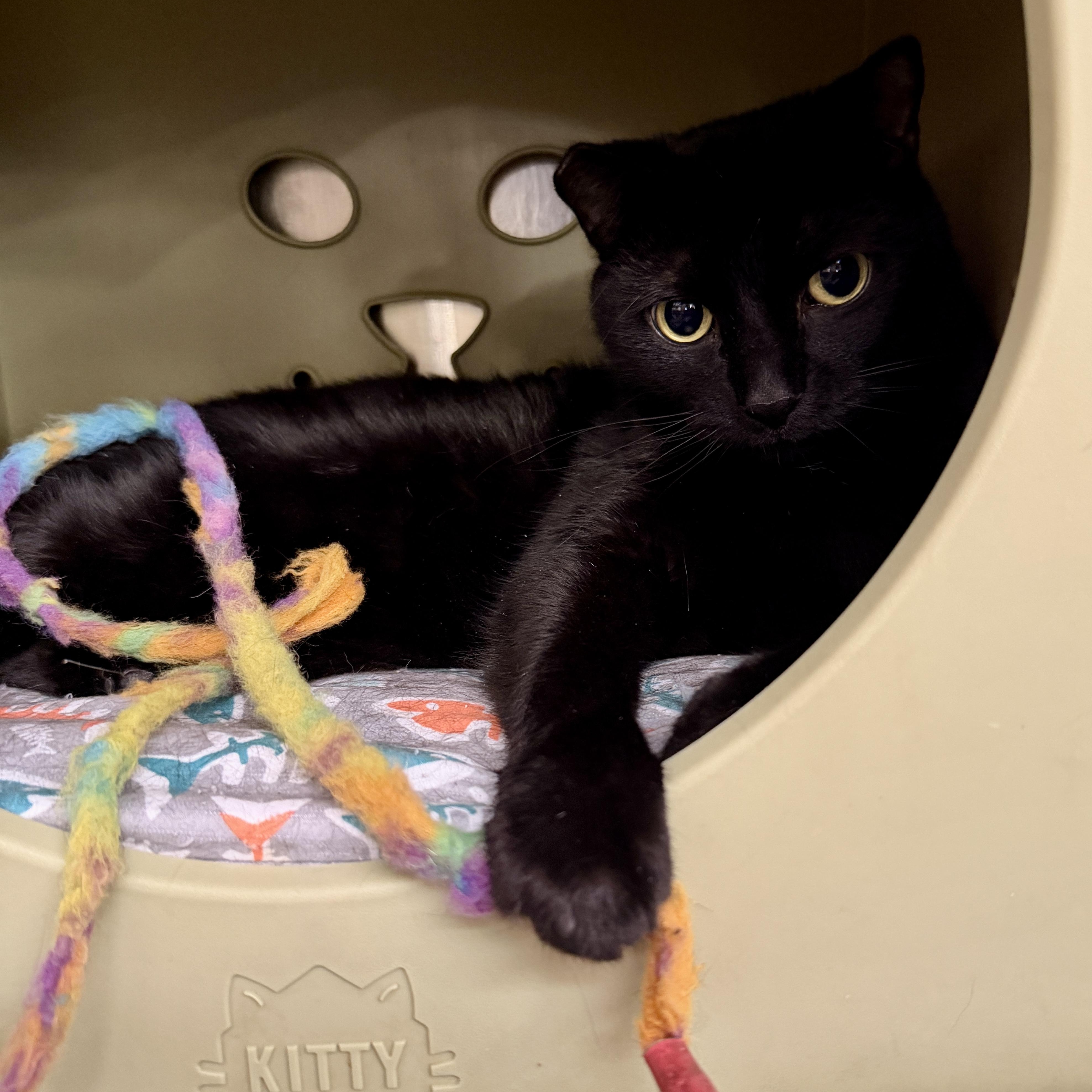 Enlarge Keziah, a Adoptable Domestic Short Hair in Clearwater, FL image 2/3