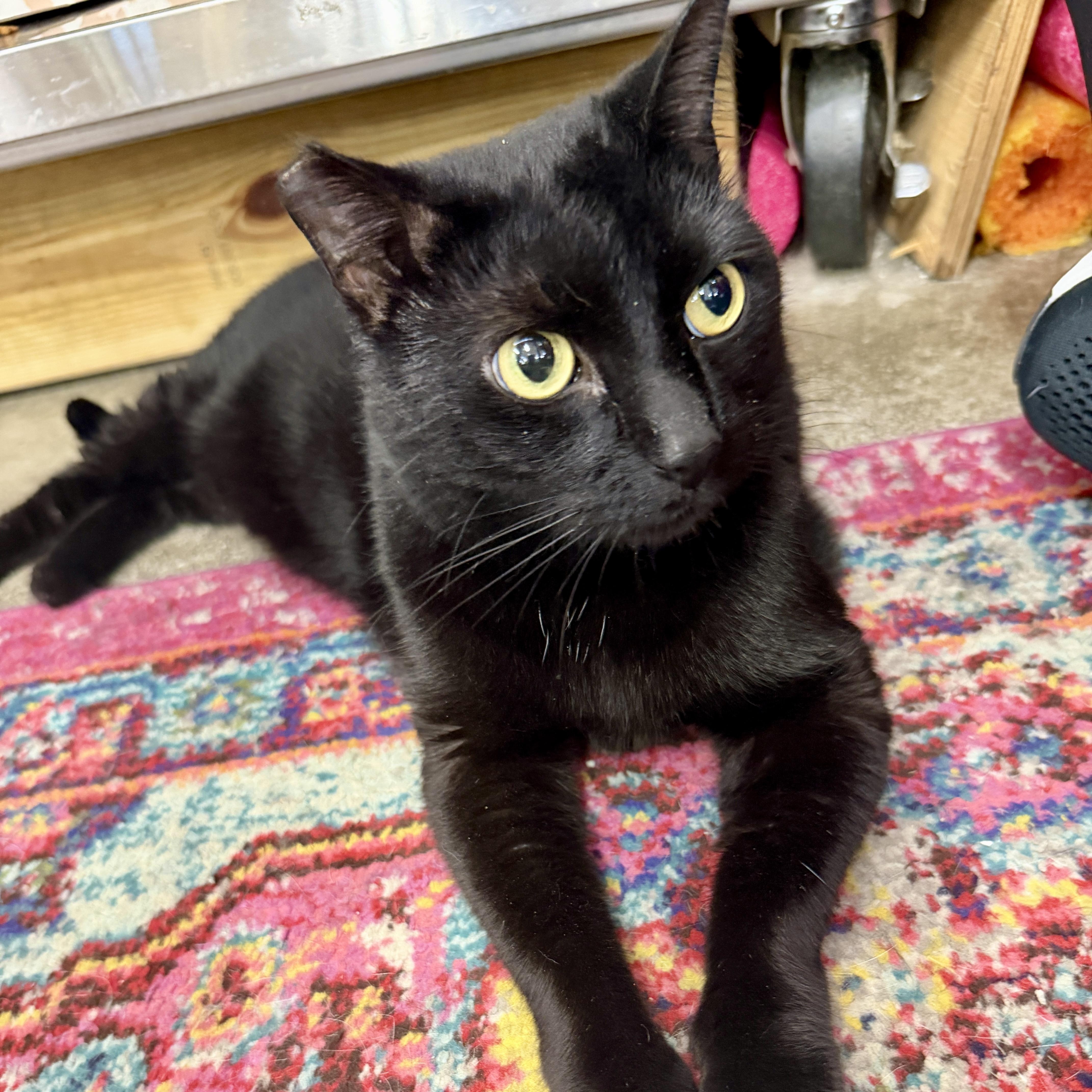 Keziah, a Adoptable Domestic Short Hair in Clearwater, FL image 1/5