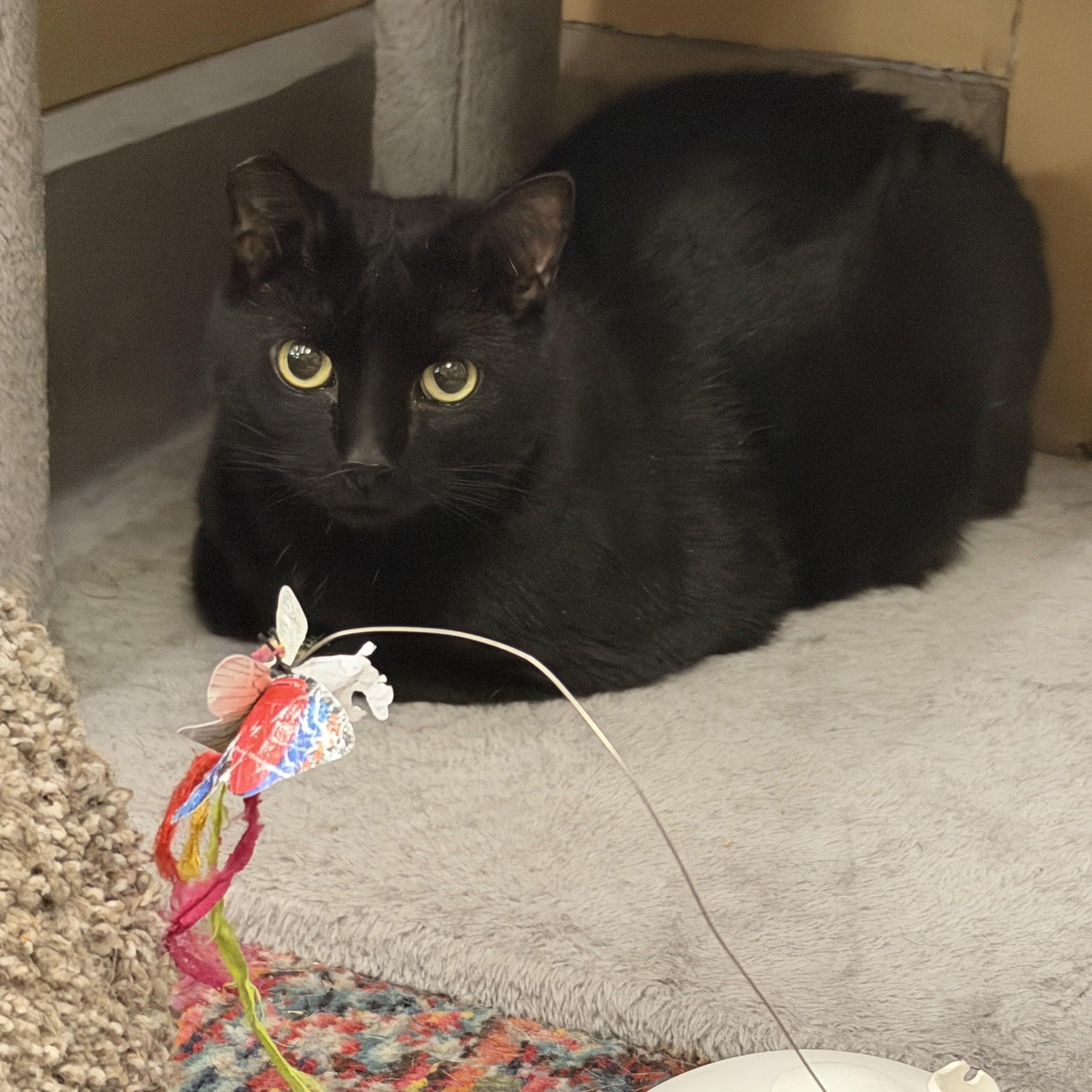 Enlarge Keziah, a Adoptable Domestic Short Hair in Clearwater, FL image 5/5