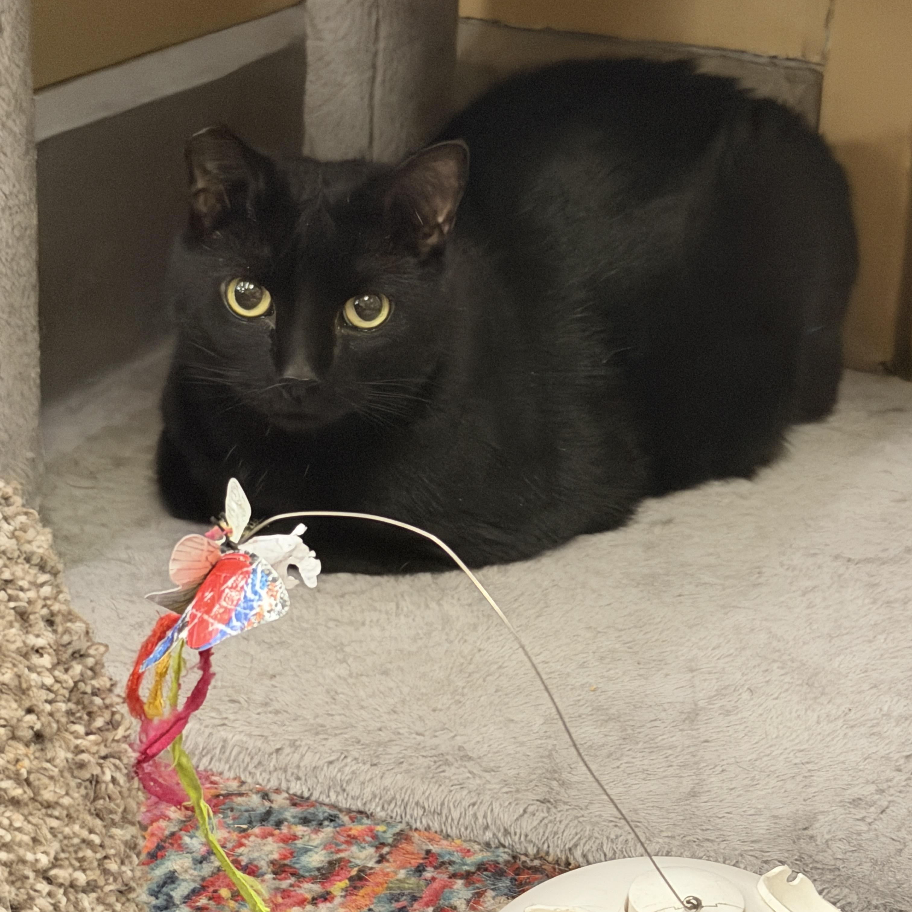 Keziah, a Adoptable Domestic Short Hair in Clearwater, FL image 2/5