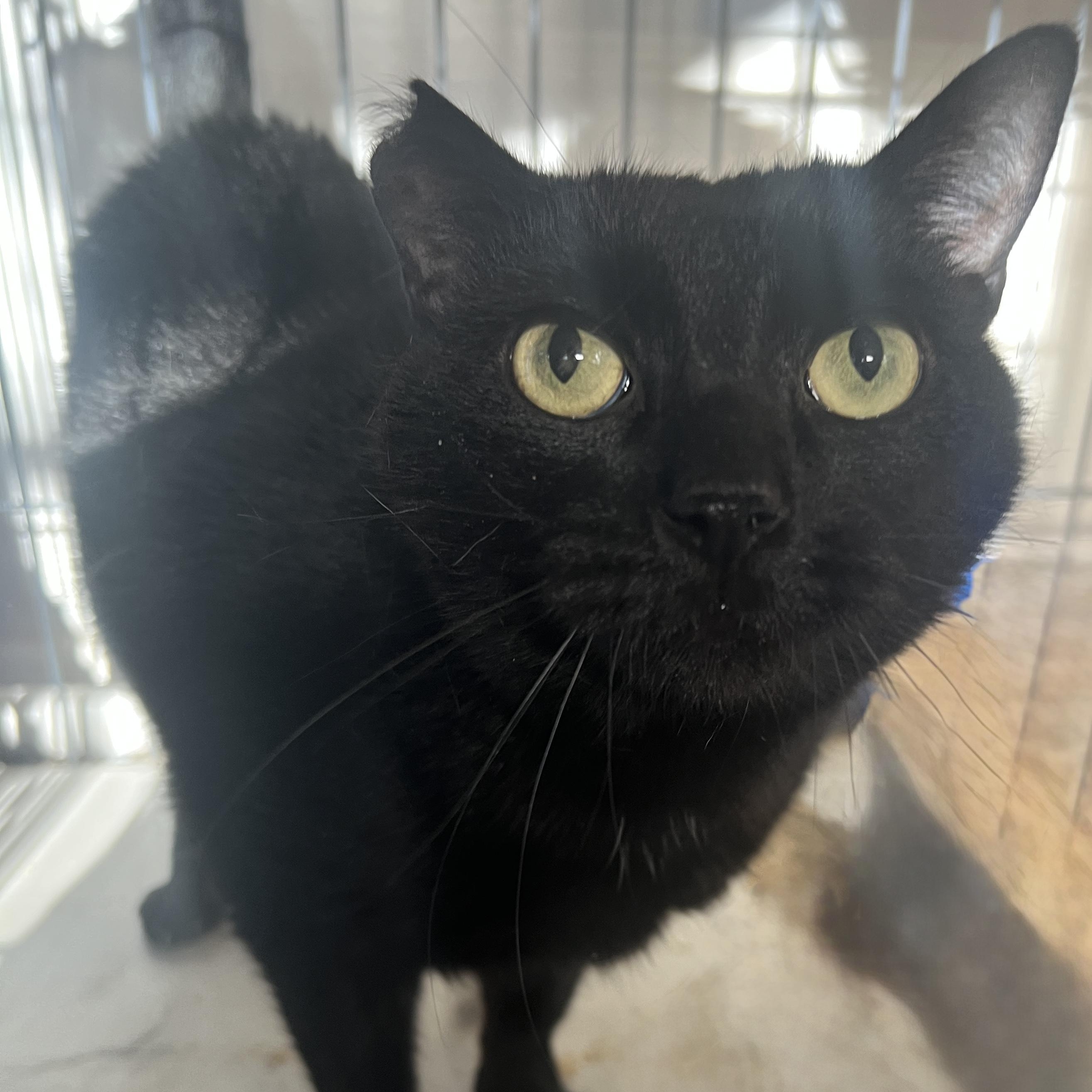 Enlarge Keziah, a Adoptable Domestic Short Hair in Clearwater, FL image 3/3