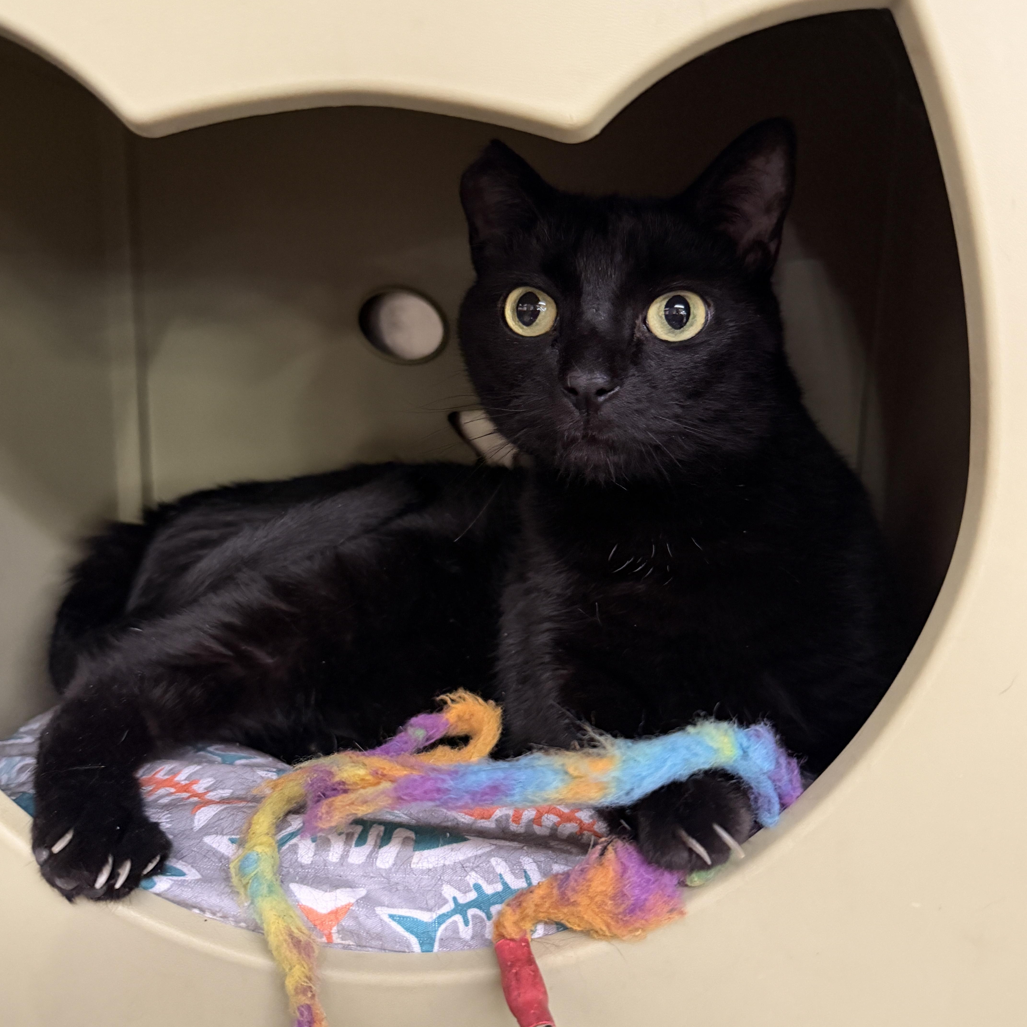 Keziah, Adoptable, Adult Female Domestic Short Hair.