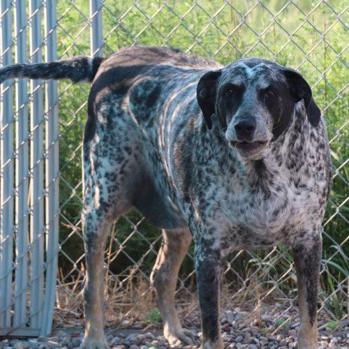 Enlarge Bandit, a Adoptable mixed breed in Dillon, MT image 1/4