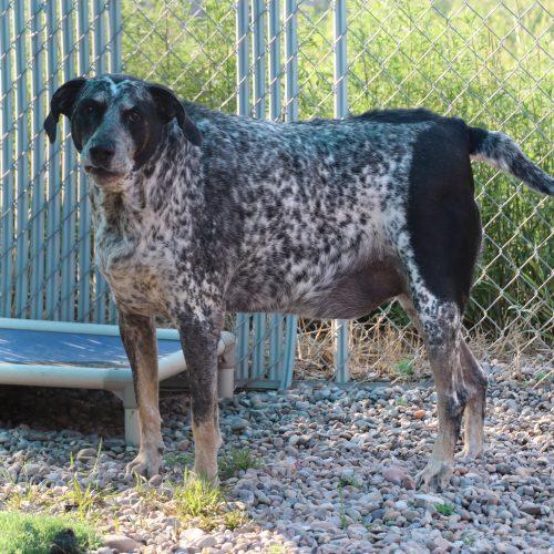 Enlarge Bandit, a Adoptable mixed breed in Dillon, MT image 2/4