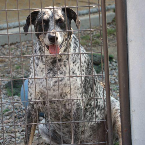 Enlarge Bandit, a Adoptable mixed breed in Dillon, MT image 3/4