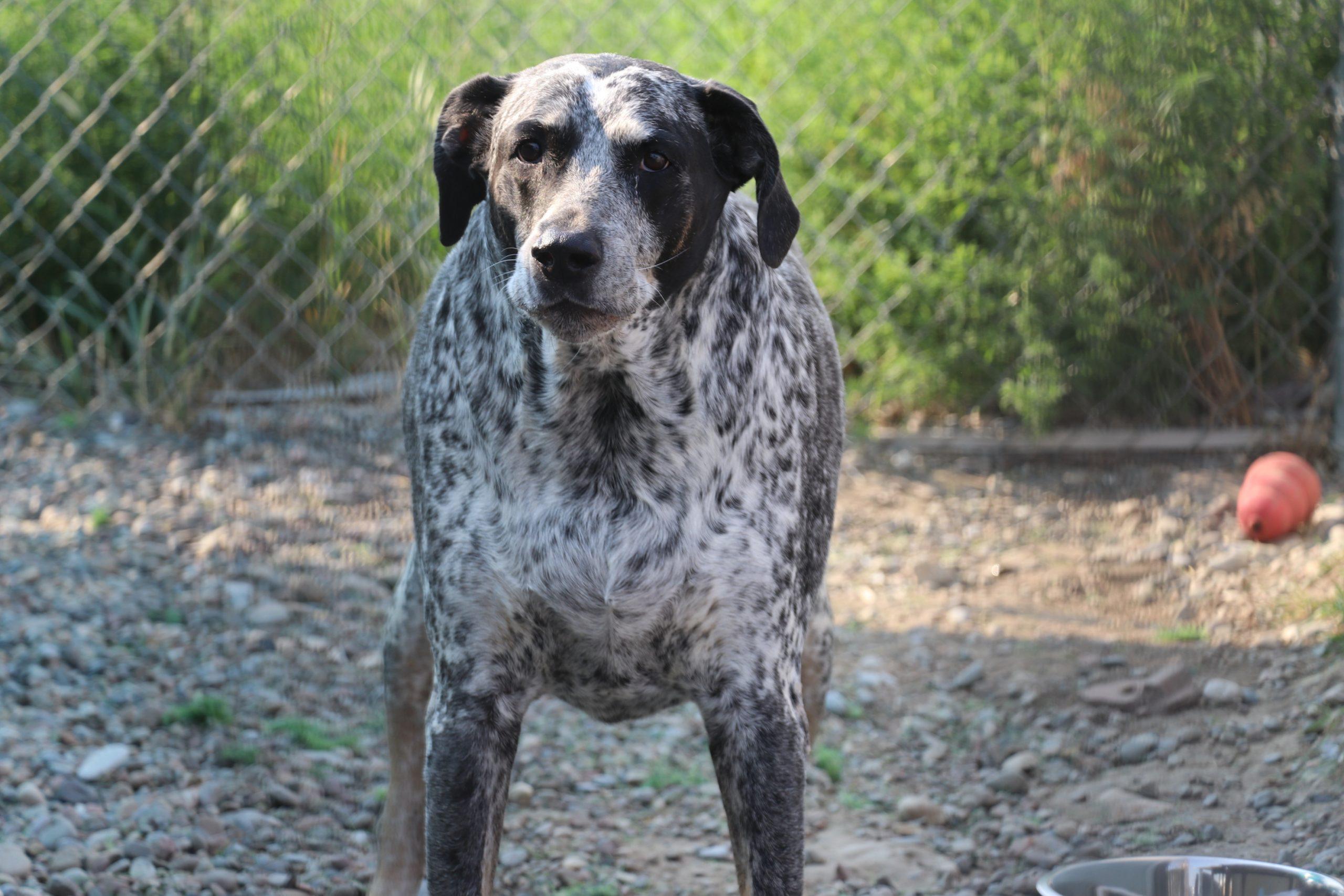 Enlarge Bandit, a Adoptable mixed breed in Dillon, MT image 4/4