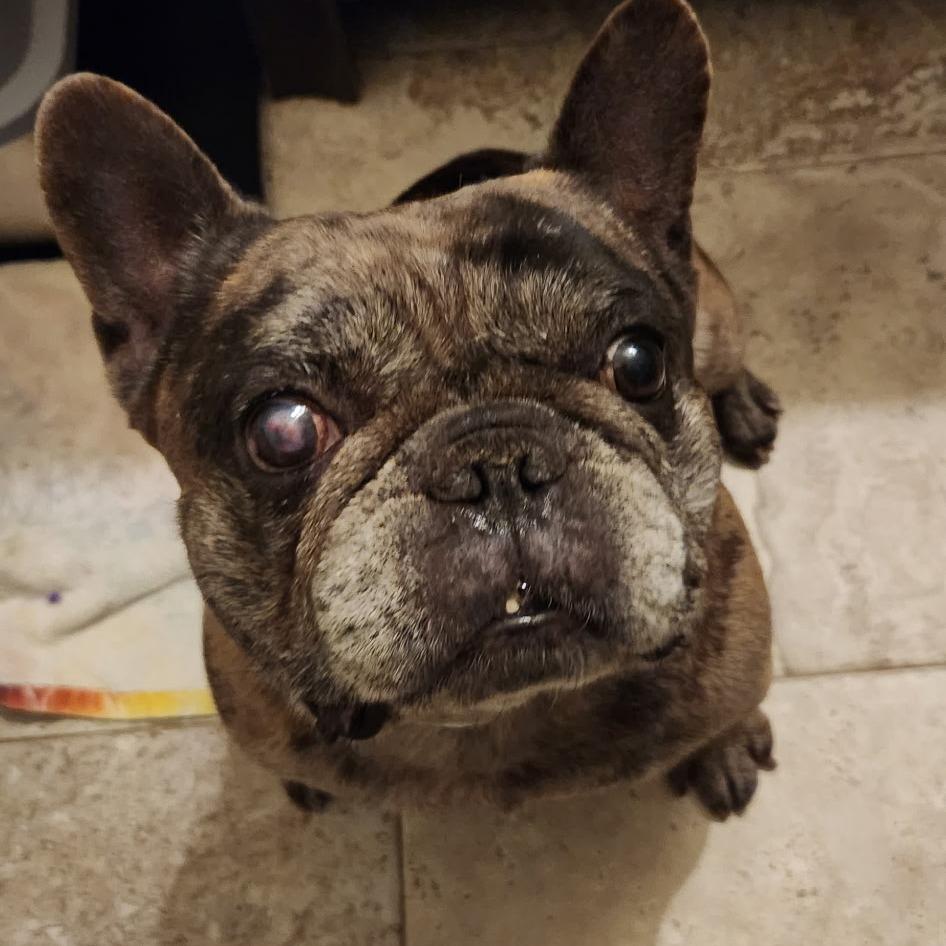 Jaxson, Adoptable, Senior Male French Bulldog.