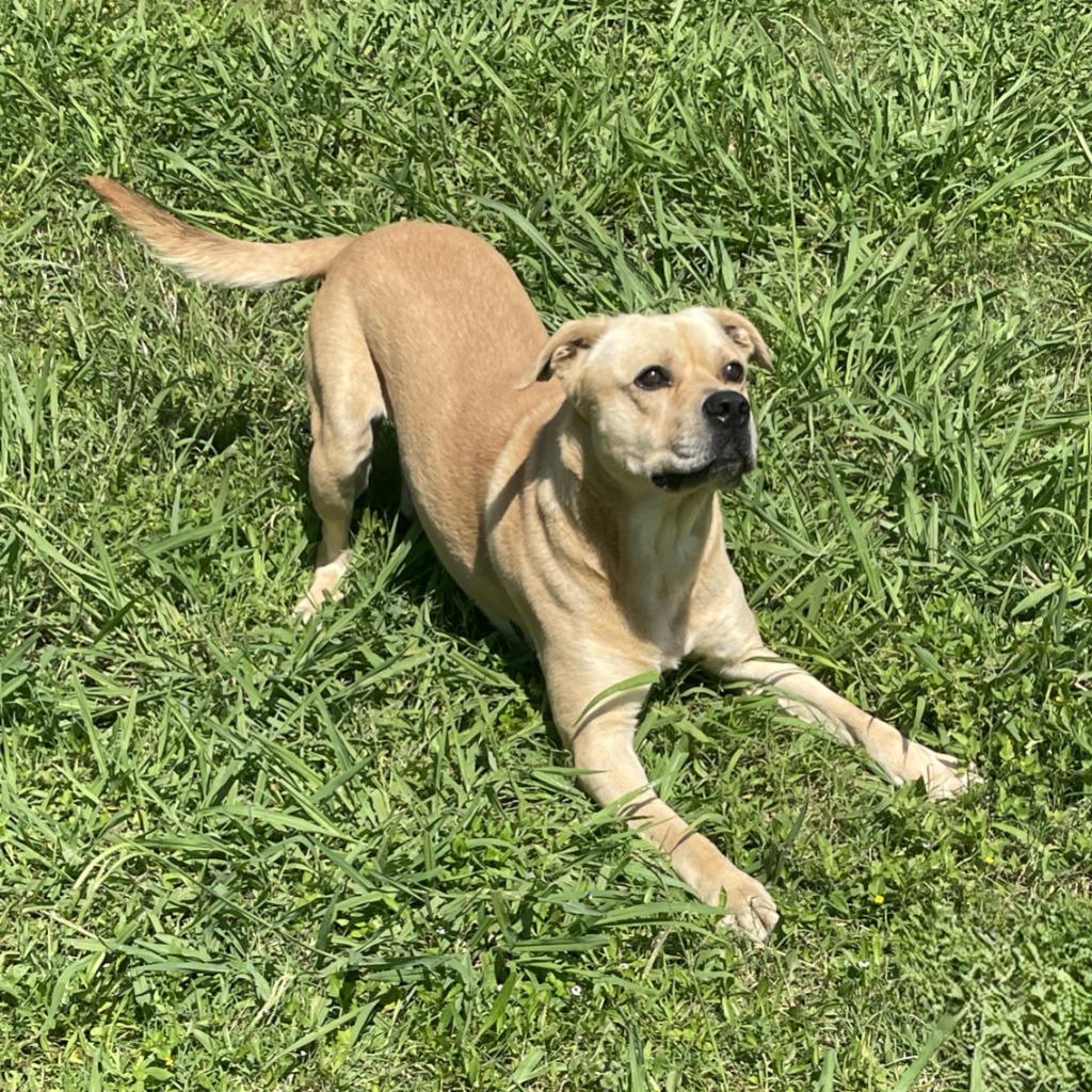 Enlarge Loco, a Adoptable mixed breed in Brenham, TX image 1/6