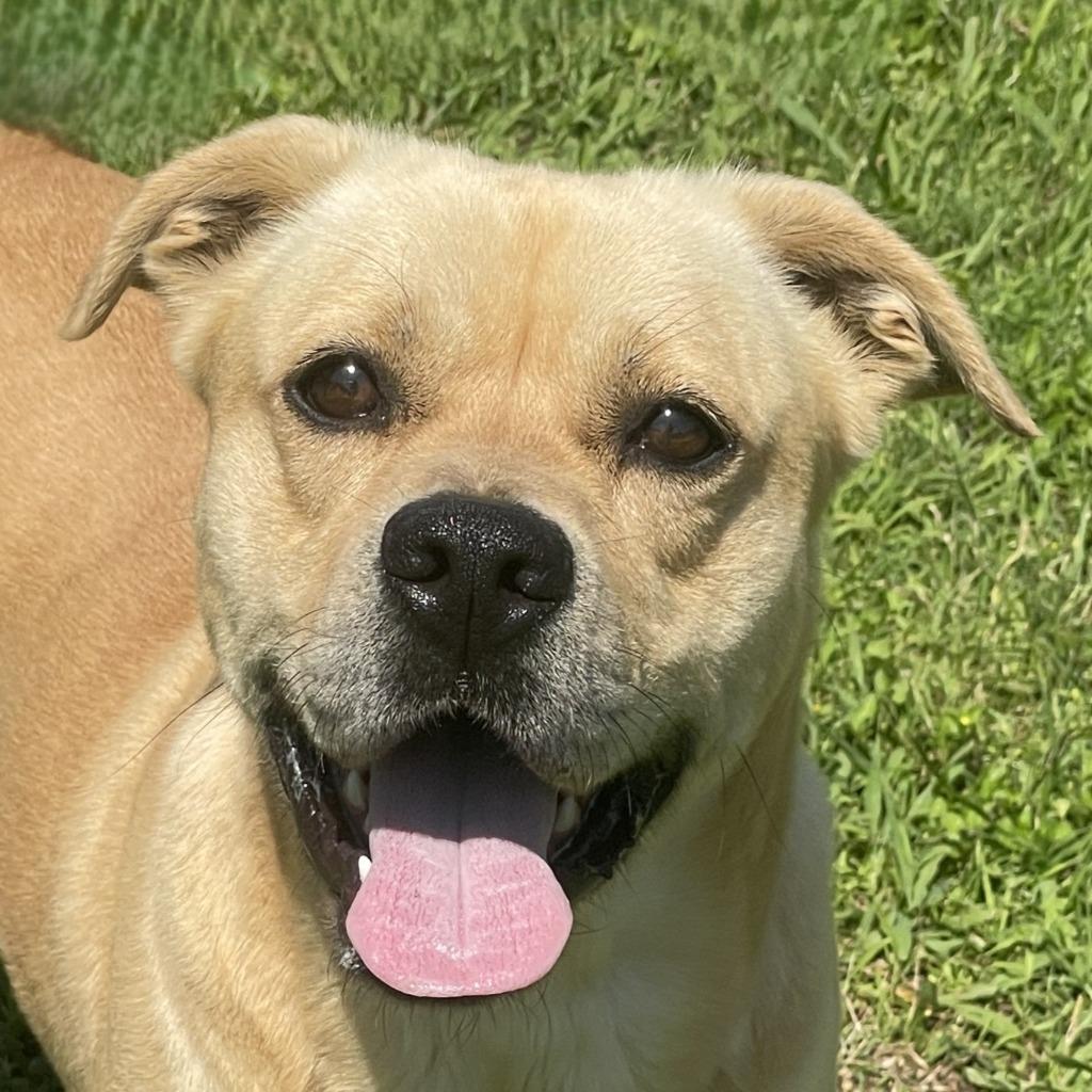 Loco, Adoptable, Adult Male Pit Bull Terrier & Boxer.