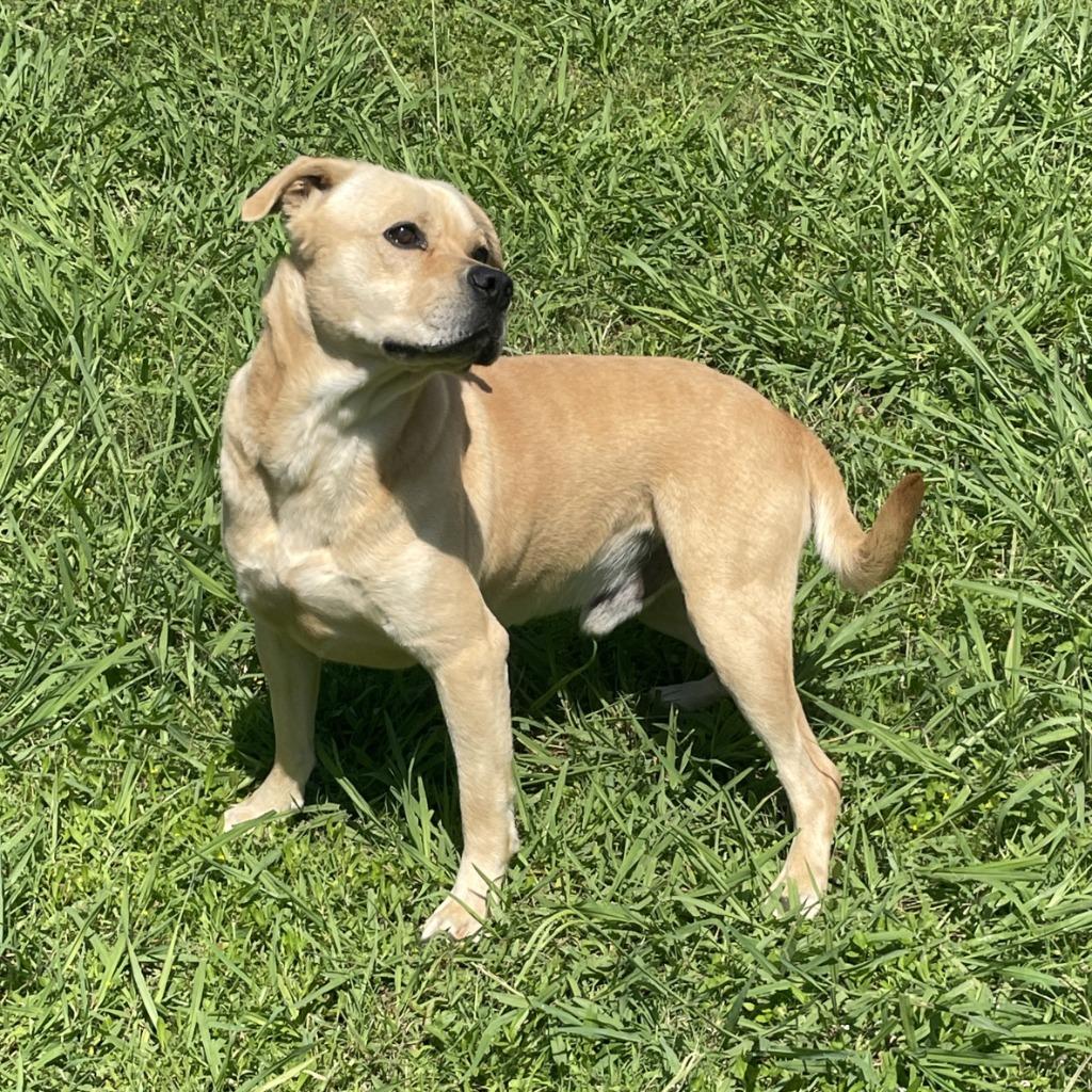 Enlarge Loco, a Adoptable mixed breed in Brenham, TX image 2/6