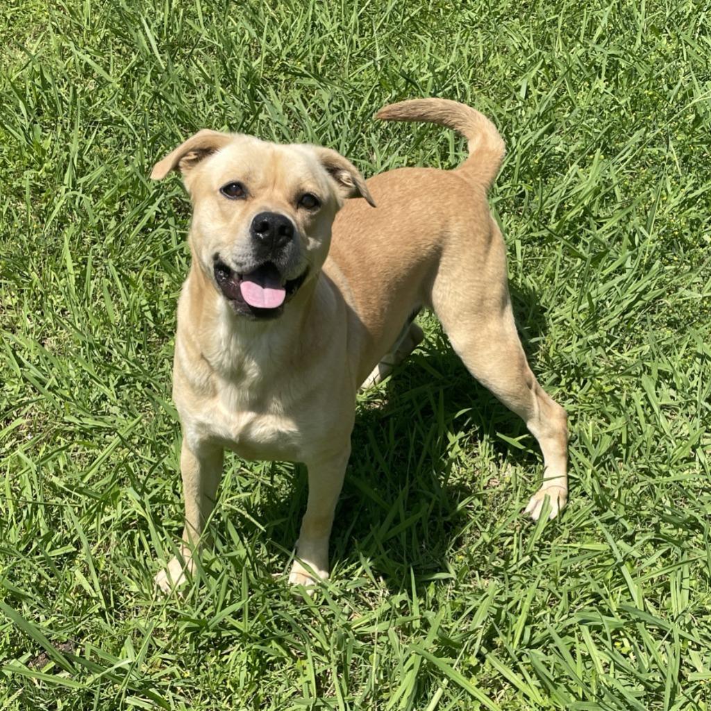 Enlarge Loco, a Adoptable mixed breed in Brenham, TX image 3/6