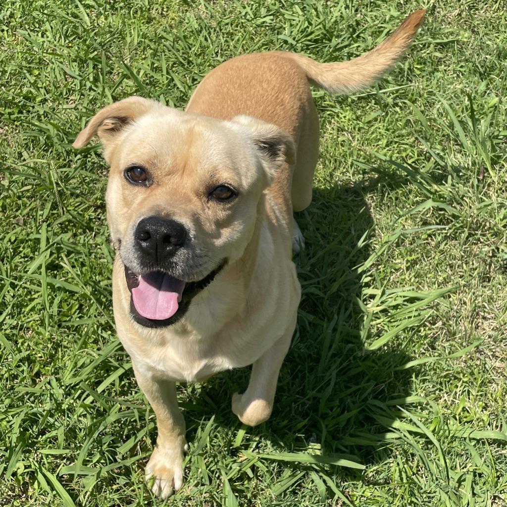 Enlarge Loco, a Adoptable mixed breed in Brenham, TX image 4/6