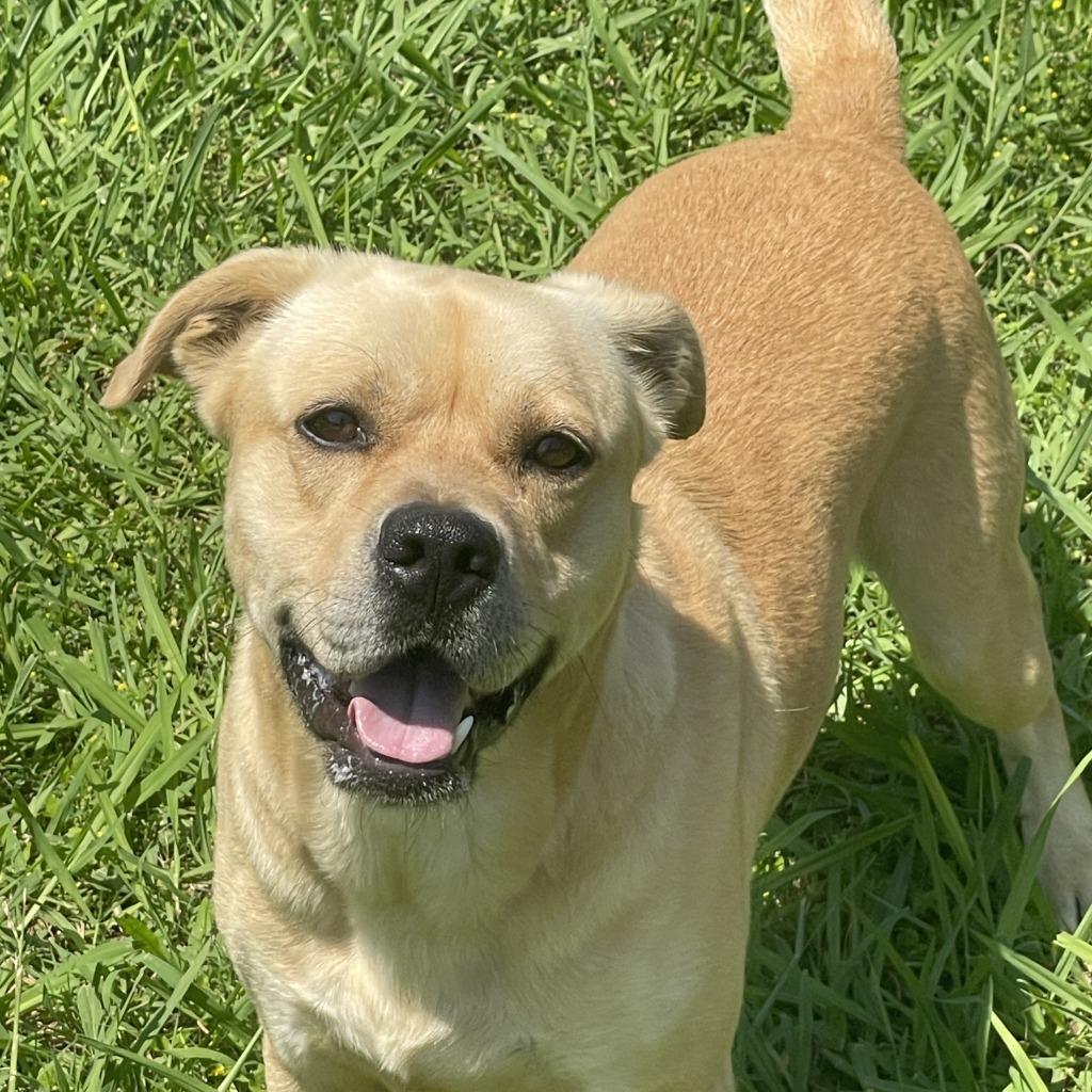 Enlarge Loco, a Adoptable mixed breed in Brenham, TX image 6/6
